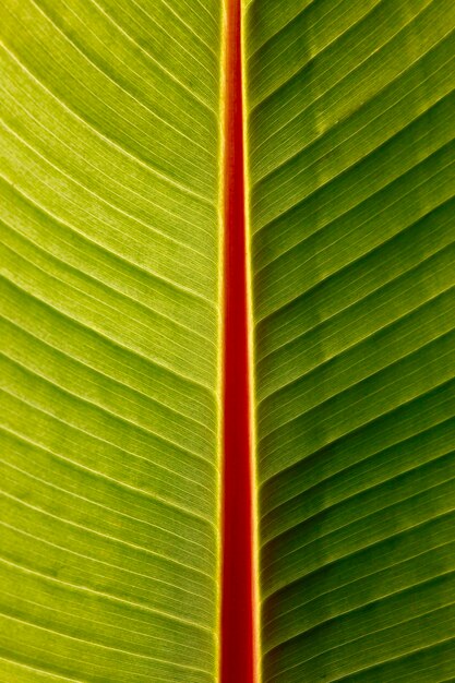 Macro de feuille de bananier