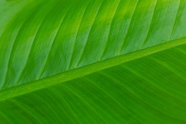 macro feuille et goutte d'eau Gros plan macro de belle feuille verte fraîche avec goutte d'eau nature