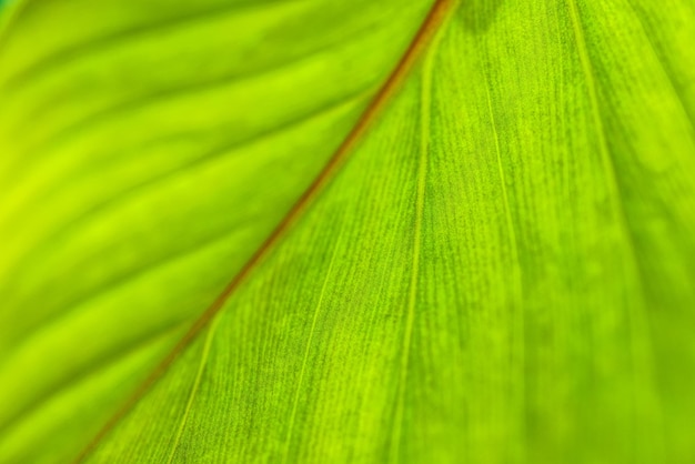 Macro de feuille verte. Closeup nature lumineuse, texture de feuillage vert. Beau jardin de feuilles de botanique naturelle