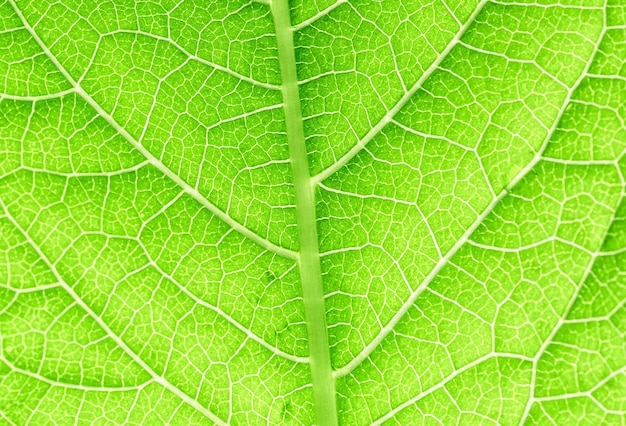 Macro feuille verte textureclose up détail de la texture de la feuille verte