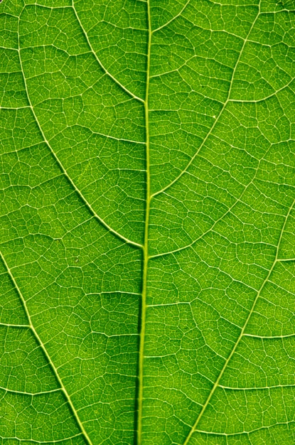 Macro de feuille verte