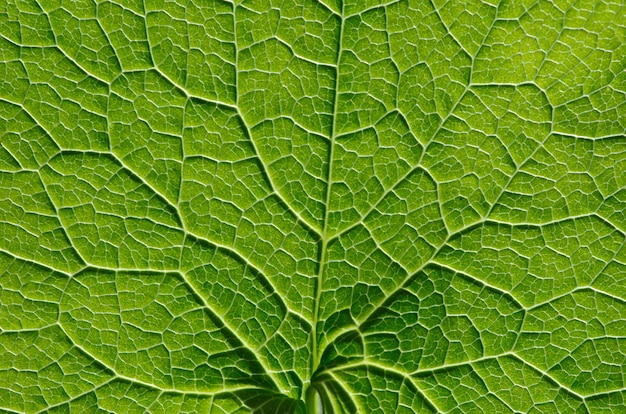 Macro de feuille verte