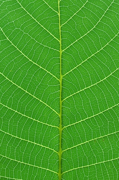 macro feuille verte