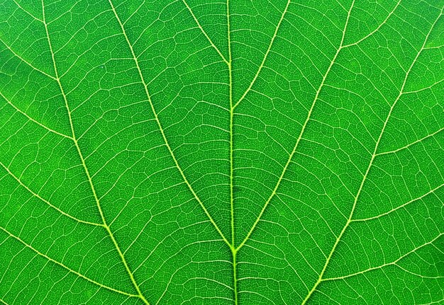 macro feuille verte