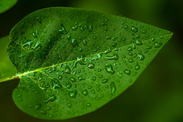 macro feuille verte