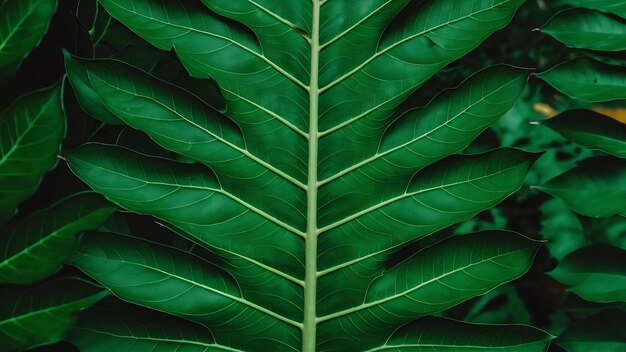 Macro d'une feuille verte