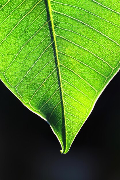 macro feuille verte