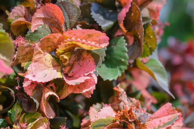 macro de feuilles d&#39;arbres pour le fond de la nature et enregistrer le concept vert