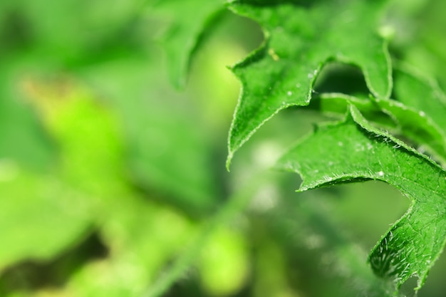 macro de feuilles d&#39;arbres pour le fond de la nature