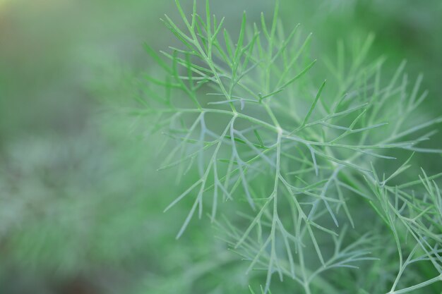 macro de feuilles d&#39;arbres pour le fond de la nature