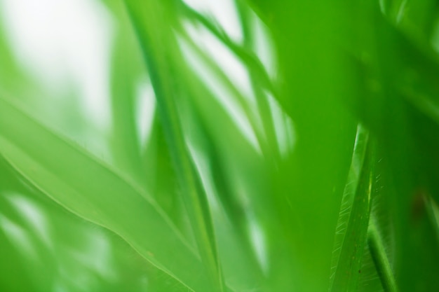 macro de feuilles d&#39;arbres pour le fond de la nature