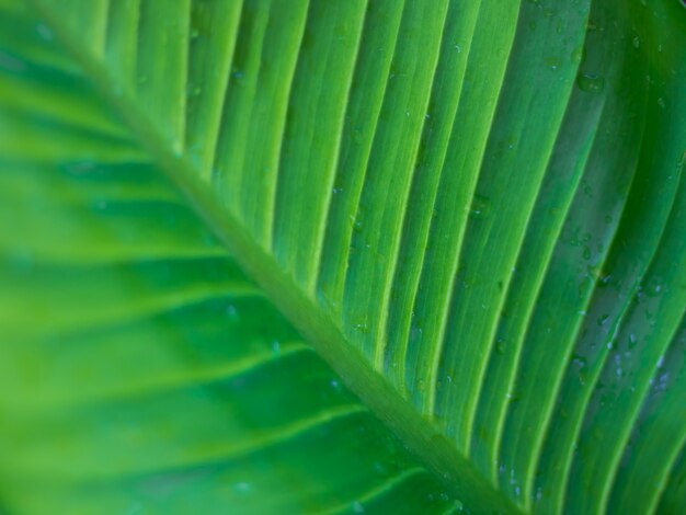 Macro de feuilles d&#39;arbres pour la nature fond et enregistrer vert concept, spa, doux et flou