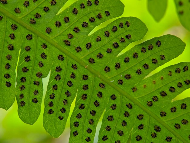 Photo macro de feuilles de fougère