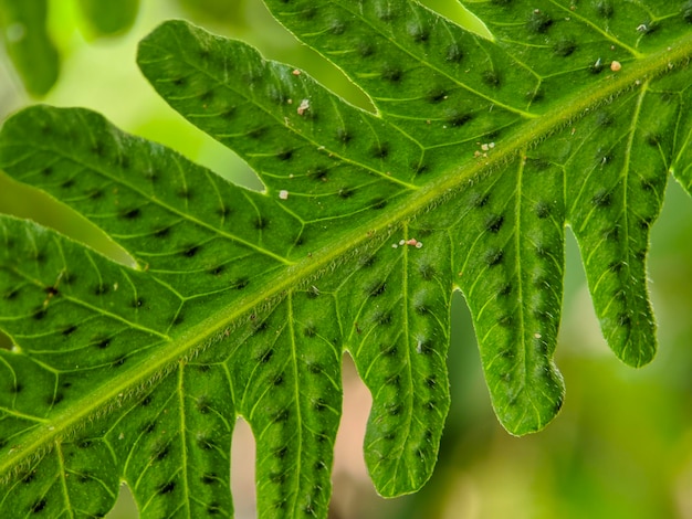 Photo macro de feuilles de fougère