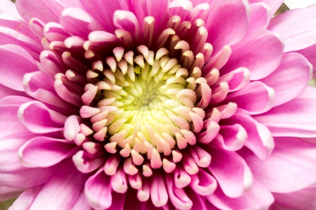 Macro de fleur d&#39;aster rose