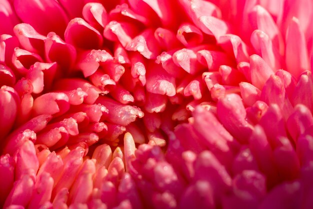 Macro de fleur d&#39;aster