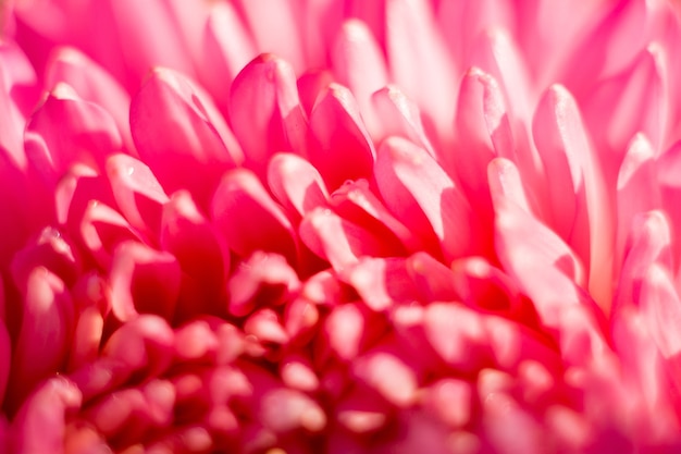 Macro de fleur d&#39;aster