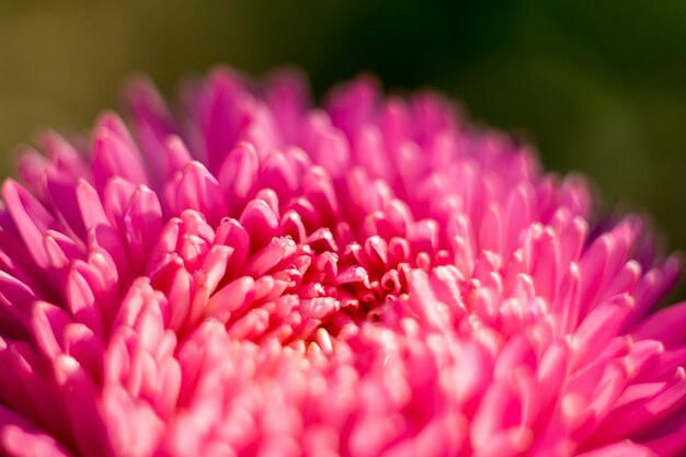 Macro de fleur d&#39;aster