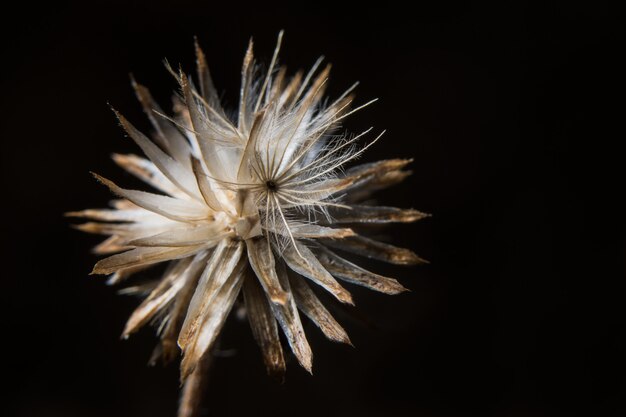 Macro de fleur blanche