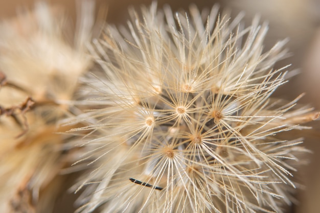 Macro de fleur blanche