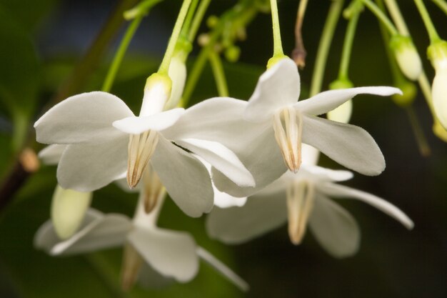 Macro fleur blanche