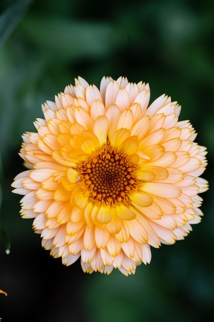 Macro de fleur de calendula Fleur de calendula orange sur fond vert grand