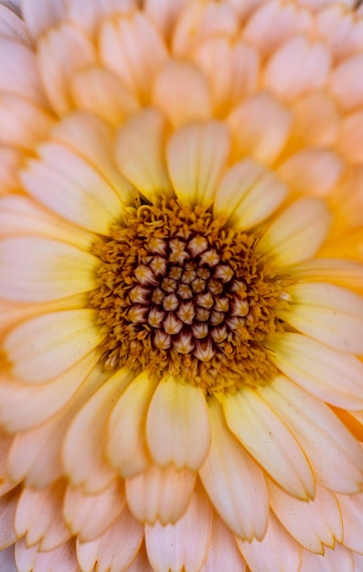 Macro de fleur de calendula Fleur de calendula orange sur fond vert grand