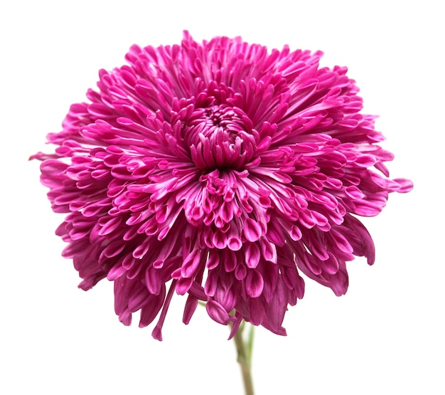 Macro de fleur de chrysanthème rose isolé sur fond blanc. Mise à plat, vue de dessus