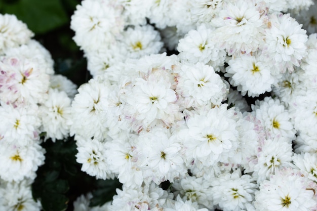 Photo macro de fleur de dianthe