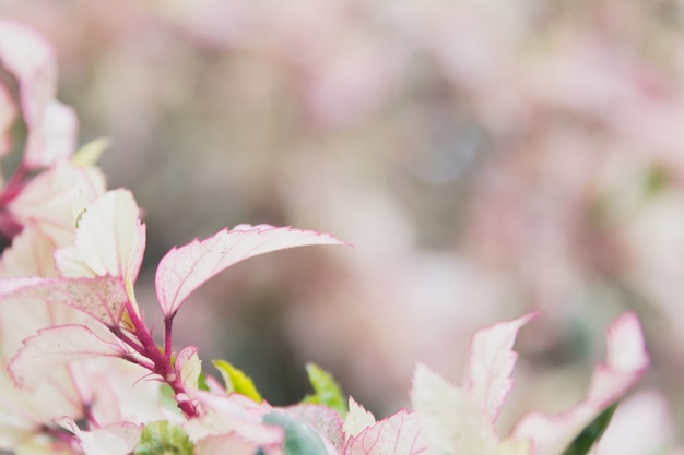 Macro de fleur douce