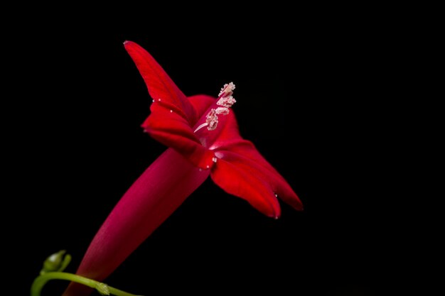 Macro fleur fond noir