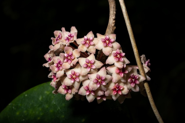 Macro fleur Hoya