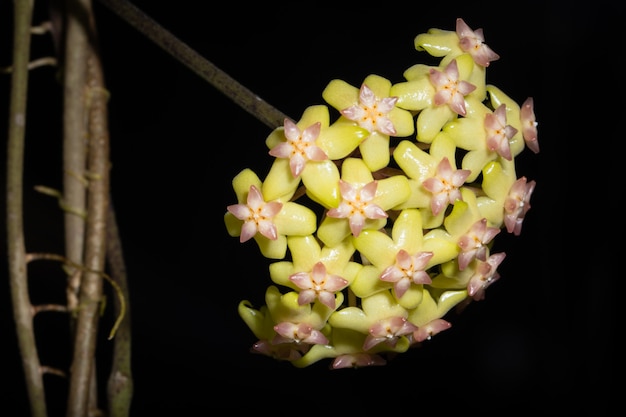 Macro de fleur jaune Hoya