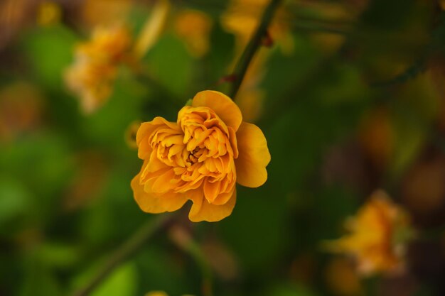 Macro de fleur jaune vif