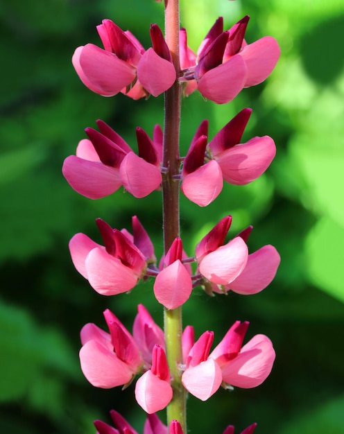 Macro de fleur de lupin rose