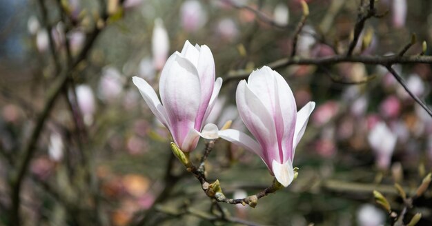 Macro de fleur de magnolia rose au printemps beauté de la nature