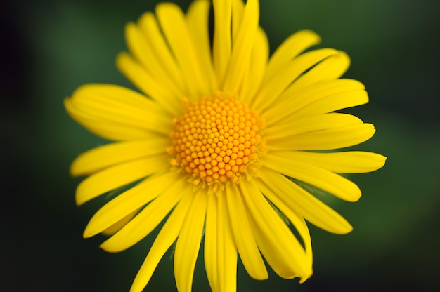 Macro fleur de marguerite