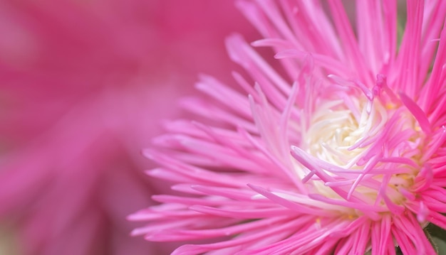 Macro de fleur Nature composition