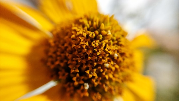 Macro de fleur orange