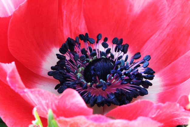 Macro de fleur de pavot rouge photo en gros