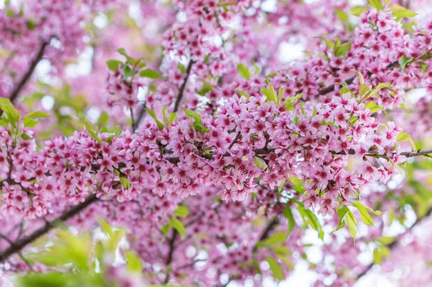 Macro Fleur Prunus Cerasoides