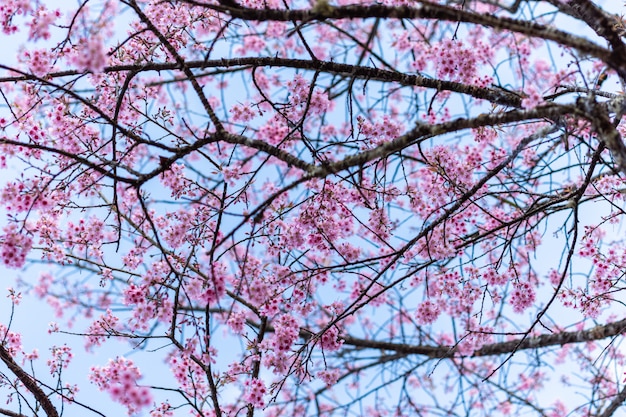 Macro Fleur Prunus Cerasoides