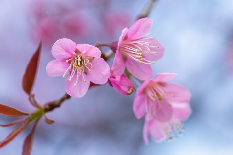 Photo macro fleur prunus cerasoides