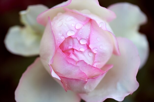 Macro fleur rose Fleur rose rose close up Fond naturel de haute qualité Beau fond