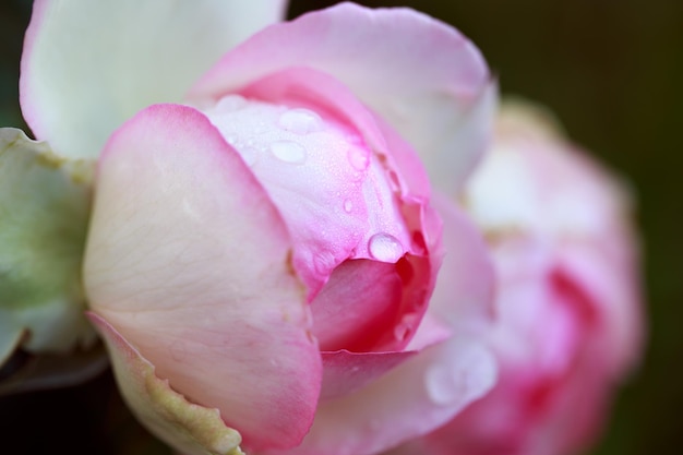 Macro fleur rose Fleur rose rose close up Fond naturel de haute qualité Beau fond