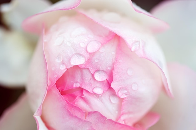 Macro fleur rose Fleur rose rose close up Fond naturel de haute qualité Beau fond