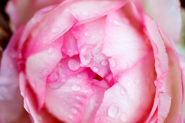Macro fleur rose Fleur rose rose close up Fond naturel de haute qualité