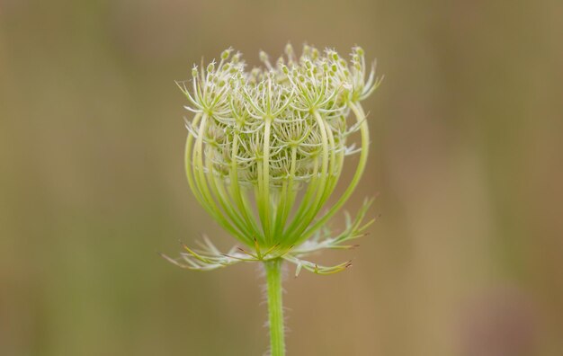 Macro d'une fleur sauvage