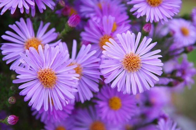 Macro de fleur violette Nature composition