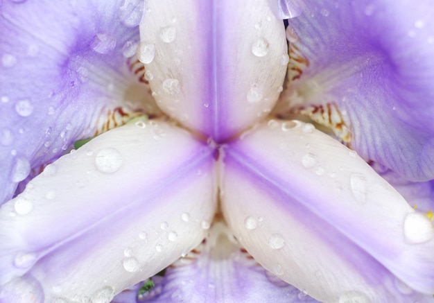 Macro fleur violette